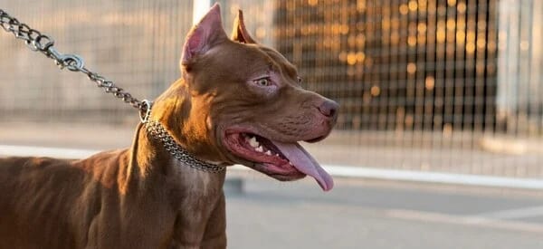 Quelle assurance pour un chien de catégorie 1 ?