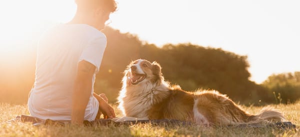 Assurance responsabilité civile pour chien